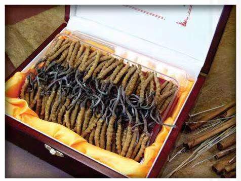 崆峒冬虫夏草回收